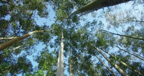 Blue Sky And Trees Stockbeeldmateriaal 246766128
