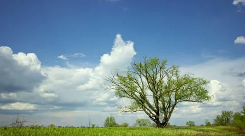Blue sky and trees. Landscape.   time lapse clip without birds, RAW output Stock Footage 38031030