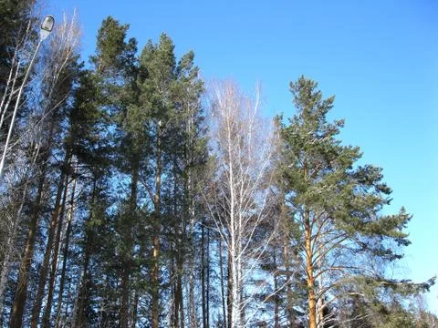 Blue sky and trees Stock Photos