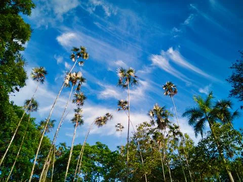 Blue sky and trees Stock Photos