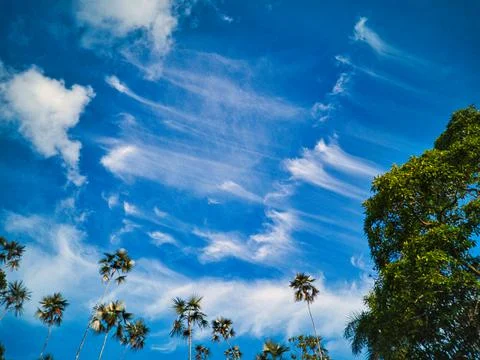 Blue sky and trees Stock Photos