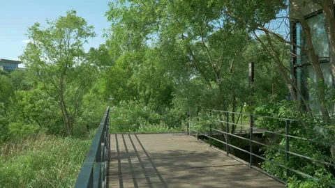The blue sky and the trees shaking in the wind Stock Footage 86091359