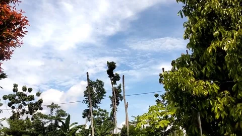 Blue Sky and Trees View". Stock Footage 327289719