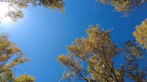 Blue sky and trees with yellowing leaves, autumn 4K Stock Footage 162097207