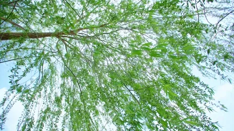 Blue sky and white clouds - under the weeping willow tree 動画素材 257289289