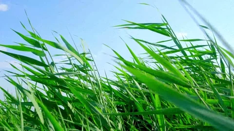 Blue sky and white clouds - reeds in the wind 動画素材 258107047