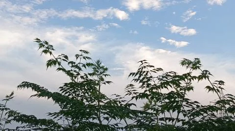 Blue Sky and White Clouds Over Trees Stock Photos