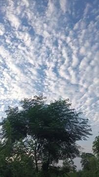 Blue Sky and White Clouds Over Trees Stock Photos