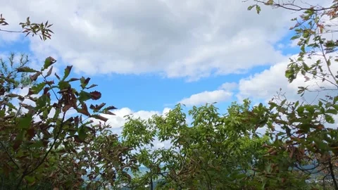 Blue Sky and White Cumulus Clouds Framed by Tree Branches Vídeo Stock 344863687