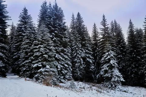Blue sky and winter mountain forest Stock Photos