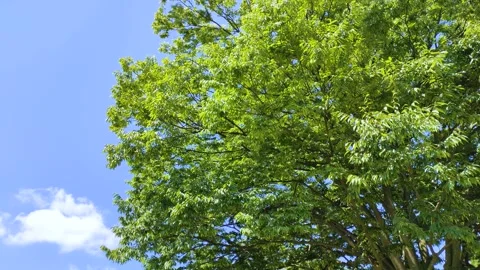 Blue sky and zelkova tree, tohoku Japan Stock Footage 306502560