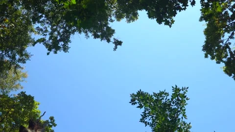 Blue sky around branches with foliage in the autumn forest. Rotation in a circle Stock Footage 140467032