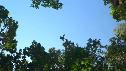 Blue sky around branches with foliage in the autumn forest. Rotation in a circle Stock Footage 140467181