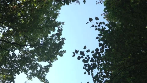Blue sky around branches with foliage in the autumn forest. Rotation in a circle Stock Footage 140467207