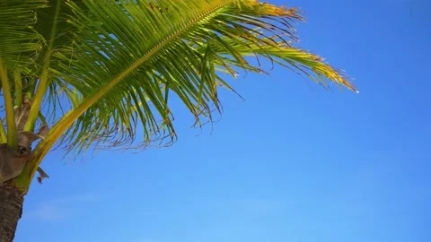 Blue sky background and colored palm branch.  Stock Footage 204016792
