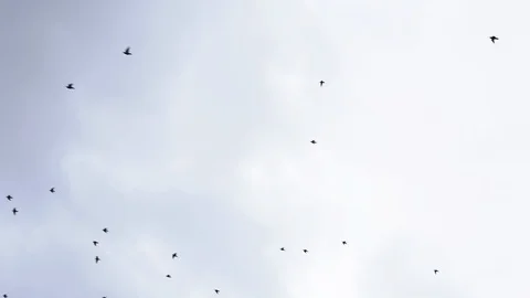 Blue sky background and flock of small birds flying in the air Stock-Footage 129466879