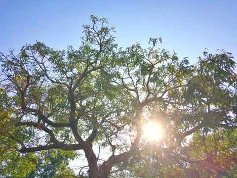 Blue sky background and Tree with green leaves reflect sunlight Stock Photos