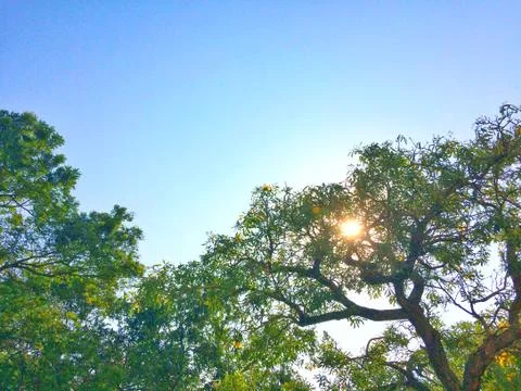 Blue sky background and Tree with green leaves reflect sunlight Stock Photos