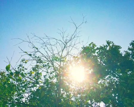 Blue sky background and Tree with green leaves reflect sunlight Foto stock