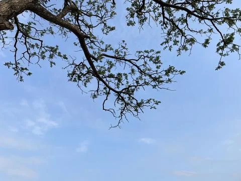 Blue sky background with clouds in a frame of leaves Stock Photos