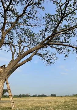 Blue sky background with clouds in a frame of leaves Stock-Fotos