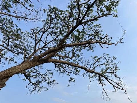 Blue sky background with clouds in a frame of leaves Stock Photos