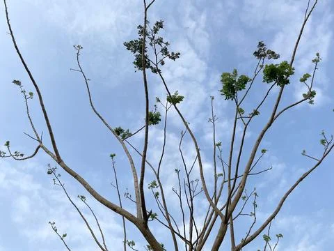 Blue sky background with clouds in a frame of leaves Foto stock