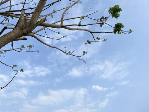 Blue sky background with clouds in a frame of leaves Stock Photos