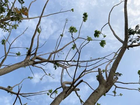 Blue sky background with clouds in a frame of leaves Stock Photos