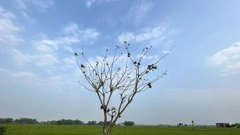 Blue sky background with clouds in a frame of leaves Stock Photos