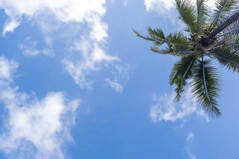 Blue sky background with coconut trees and white clouds. Stock Photos