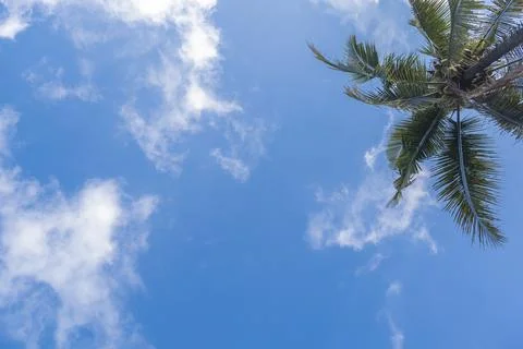 Blue sky background with coconut trees and white clouds. Stock Photos