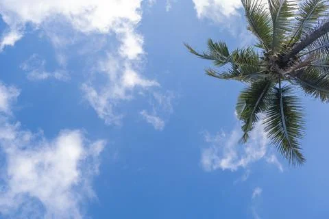 Blue sky background with coconut trees and white clouds. Stock Photos