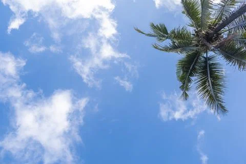 Blue sky background with coconut trees and white clouds. Stock Photos