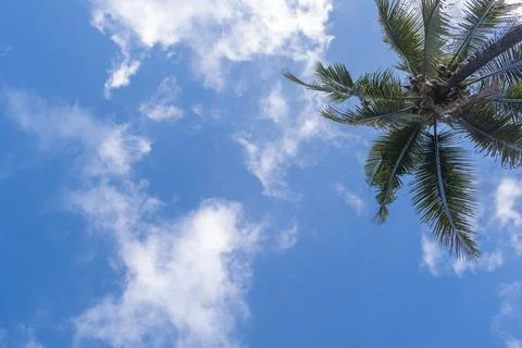 Blue sky background with coconut trees and white clouds. Stock Photos