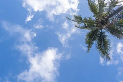 Blue sky background with coconut trees and white clouds. Stock Photos