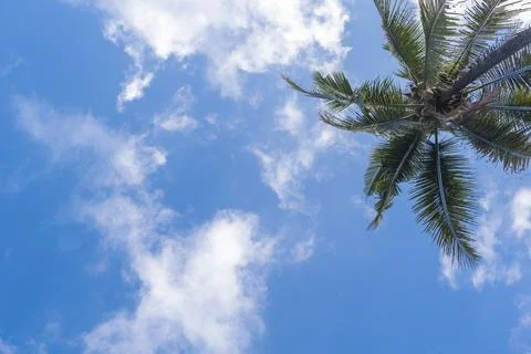 Blue sky background with coconut trees and white clouds. Stock Photos