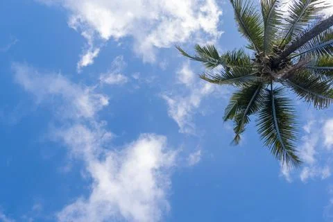 Blue sky background with coconut trees and white clouds. Stock Photos