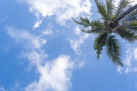 Blue sky background with coconut trees and white clouds. Stock Photos
