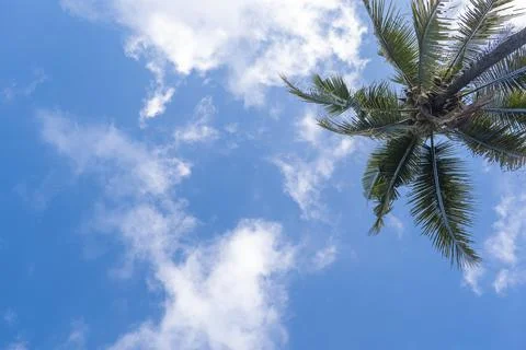 Blue sky background with coconut trees and white clouds. Stock Photos