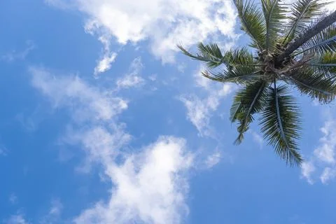 Blue sky background with coconut trees and white clouds. Stock Photos
