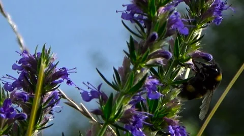 Blue sky background. Stock Footage 54185517