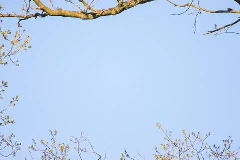 Blue sky background framed by trees Foto stock