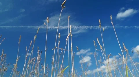 Blue sky background with grass Stock Footage 52225197