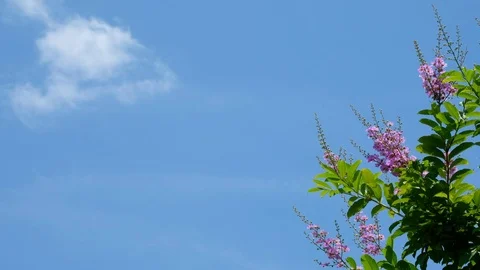 Blue sky background with Queen Crape Myrtle Stock Footage 78751521