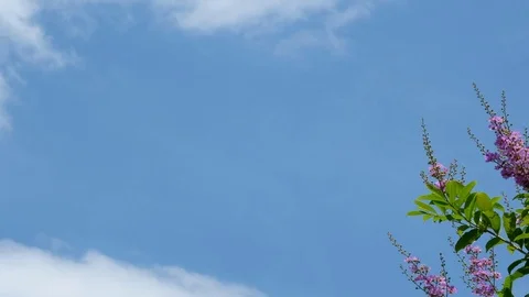 Blue sky background with Queen Crape Myrtle Stock Footage 78756330