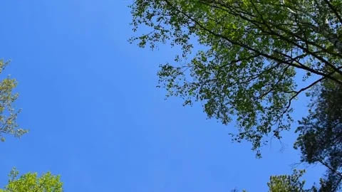 Blue sky on a background of tall green trees in a forest Stock Footage 132084859