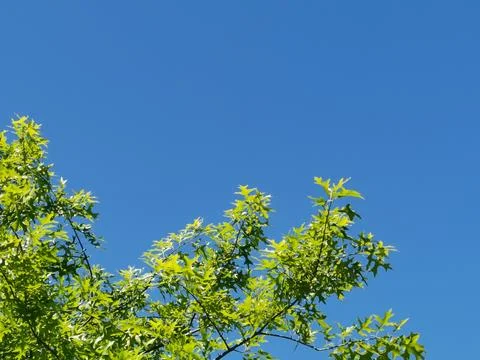Blue sky background with tree below and copy space above Stock Photos