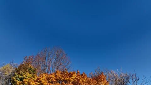 Blue sky background with trees at bottom screen Stock Photos