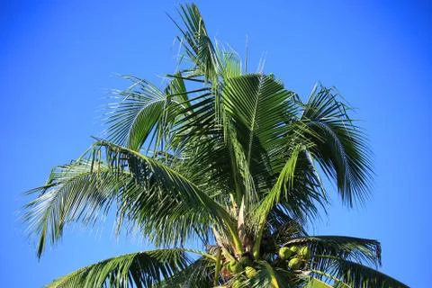 Blue sky background with trees Stock Photos